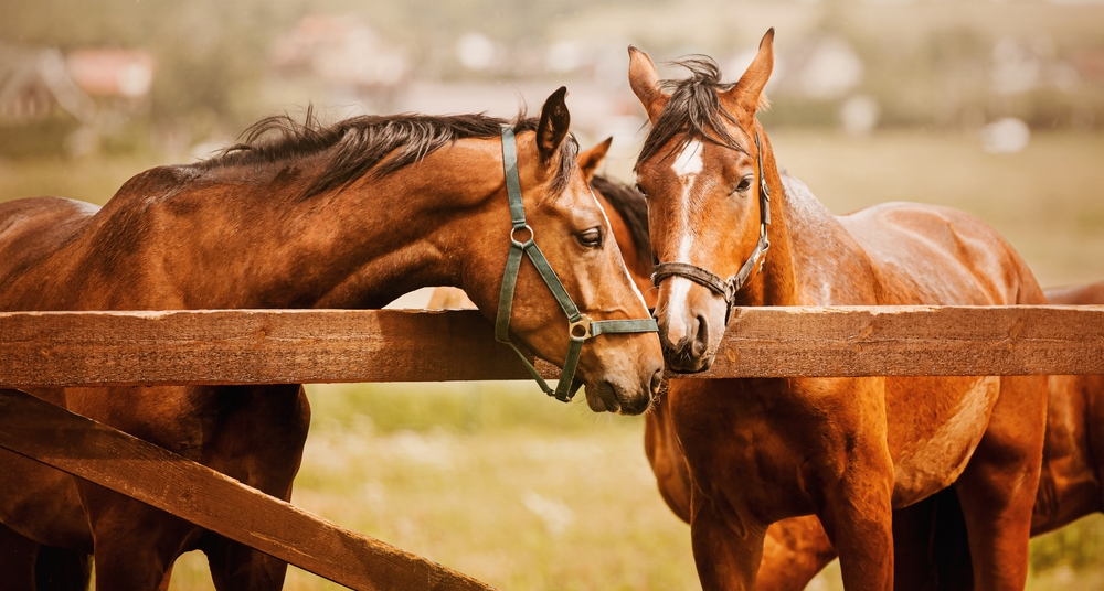 brown horses