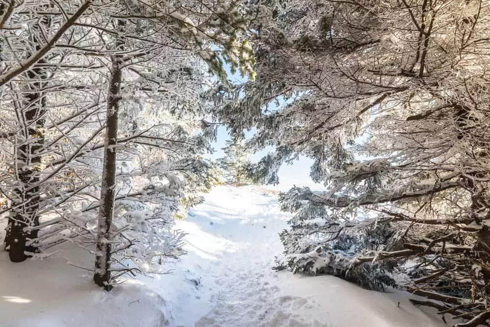 snowy trail in mountains