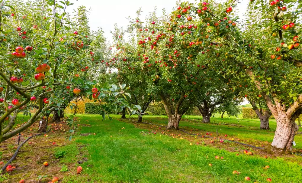 apple orchard path