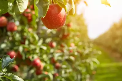 red apple on tree