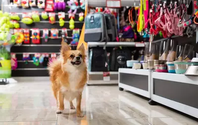 dog in the pet store