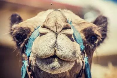 camel