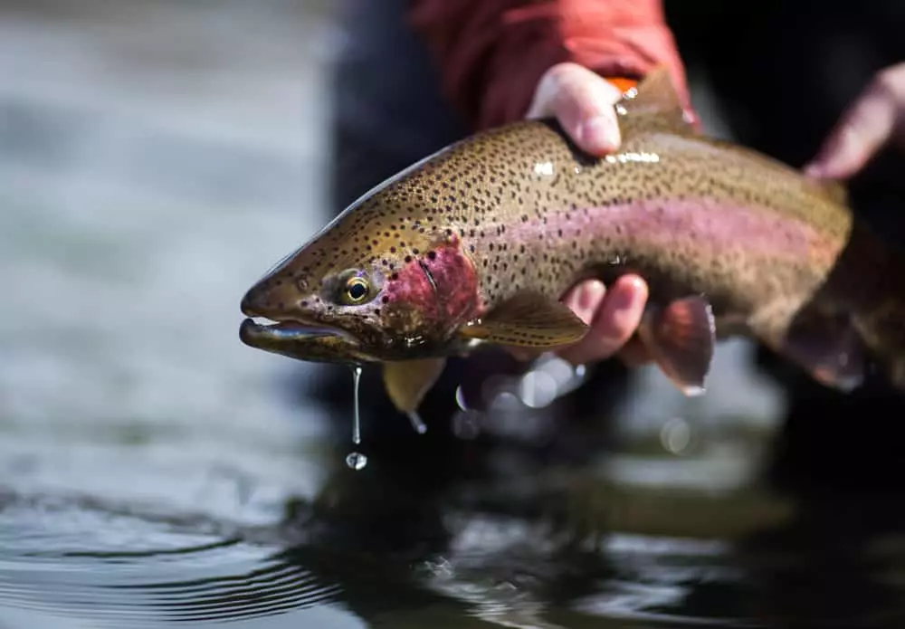 trout fishing