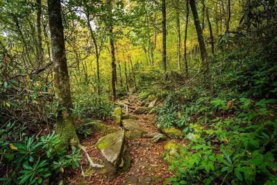 hiking trail in north carolina mountains