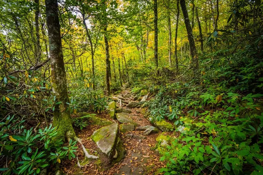 hiking trail in north carolina