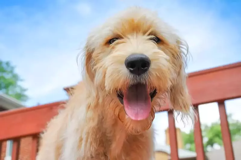 happy dog on deck of cabin