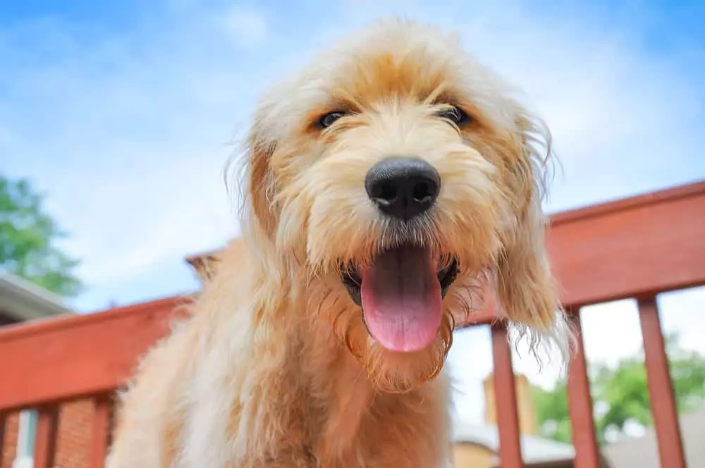 happy dog on deck of cabin