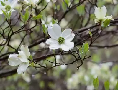 Dogwood flowers you will see at a spring vacation at a Murphy NC cabin