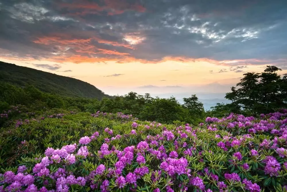 Wildflowers on a mountain near Murphy NC cabin