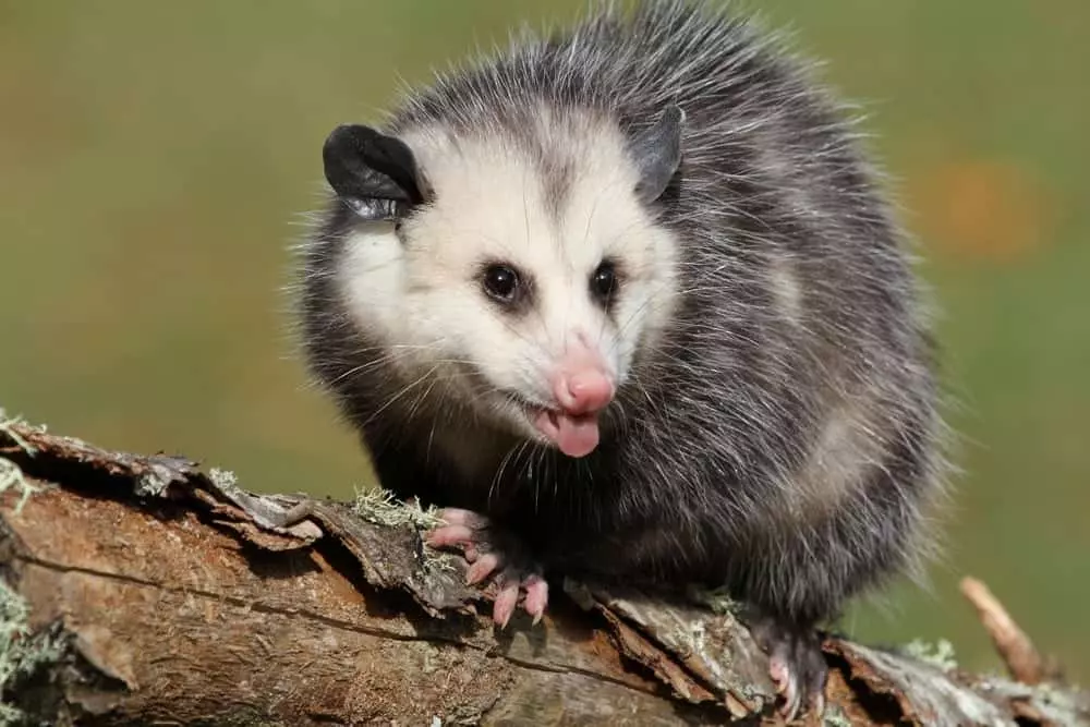 Possum on a branch