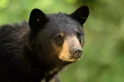 Closeup of a black bear