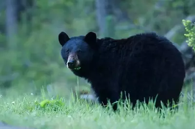 Black bear in the grass