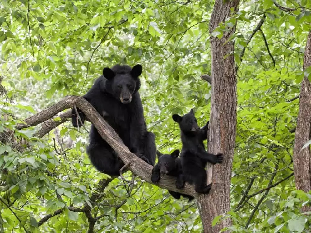 Mama black bear with two cubs in a tree