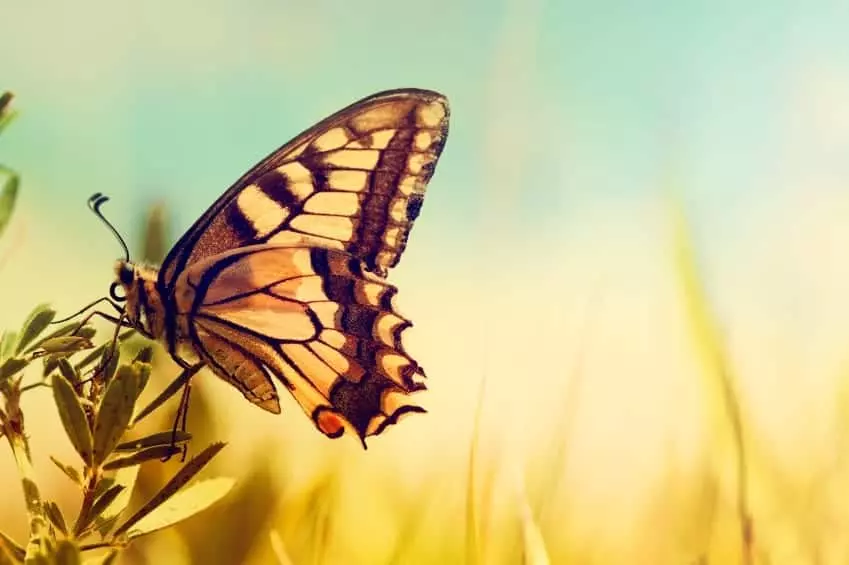 close up of butterfly on flower