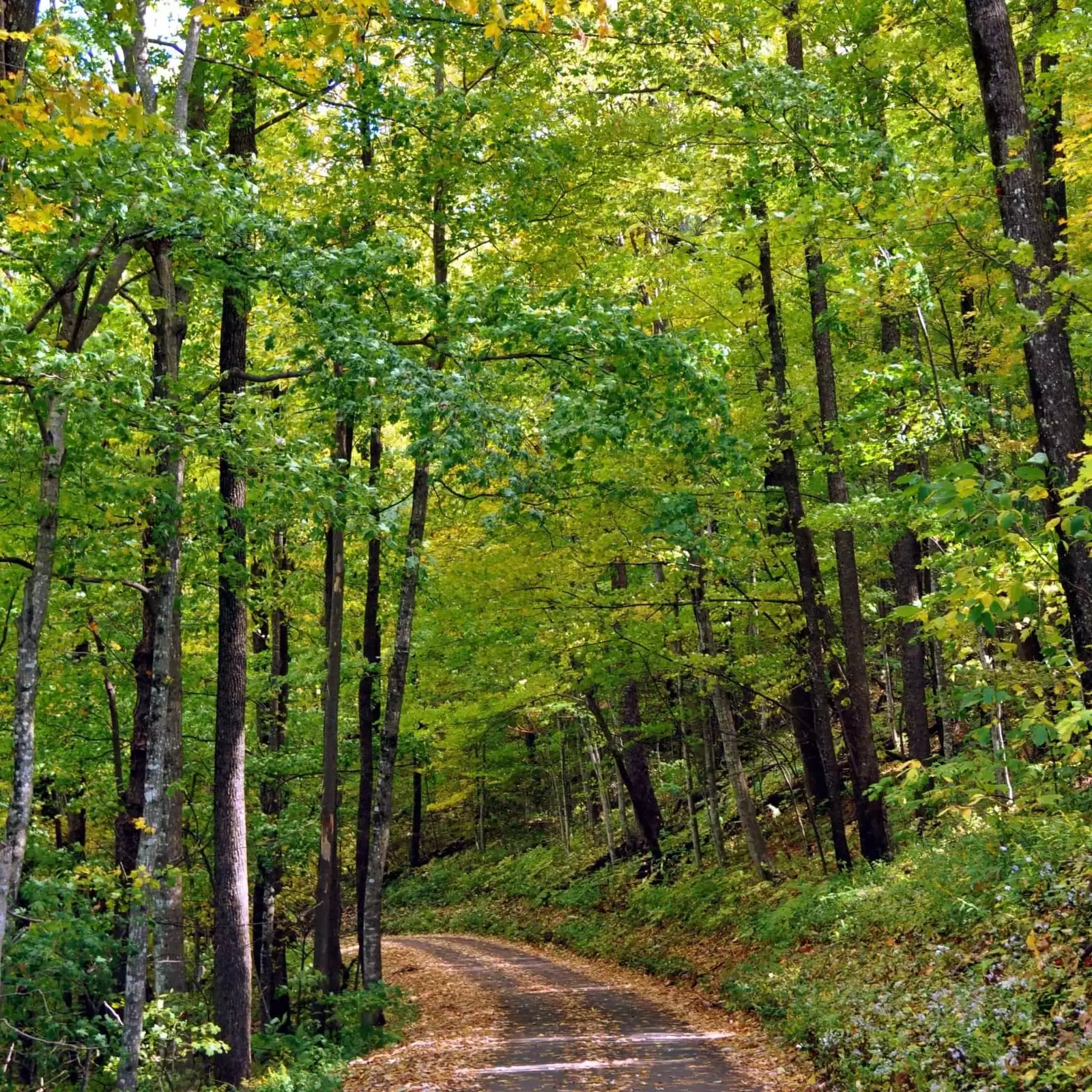 narrow country road in the mountains