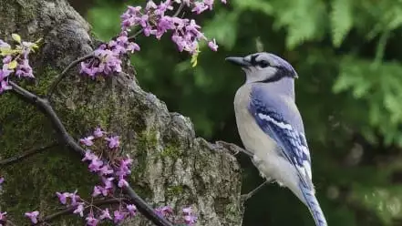 blue bird