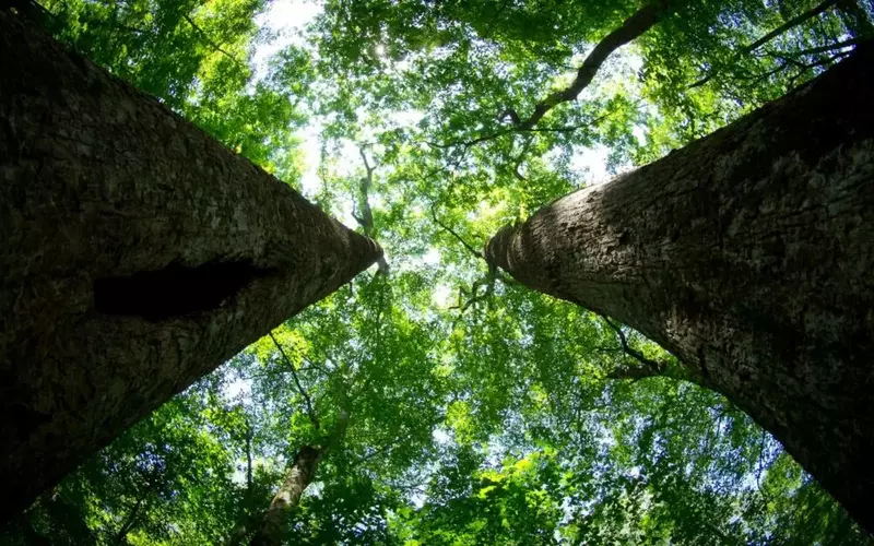 The Joyce Kilmer Memorial Forest in North Carolina.