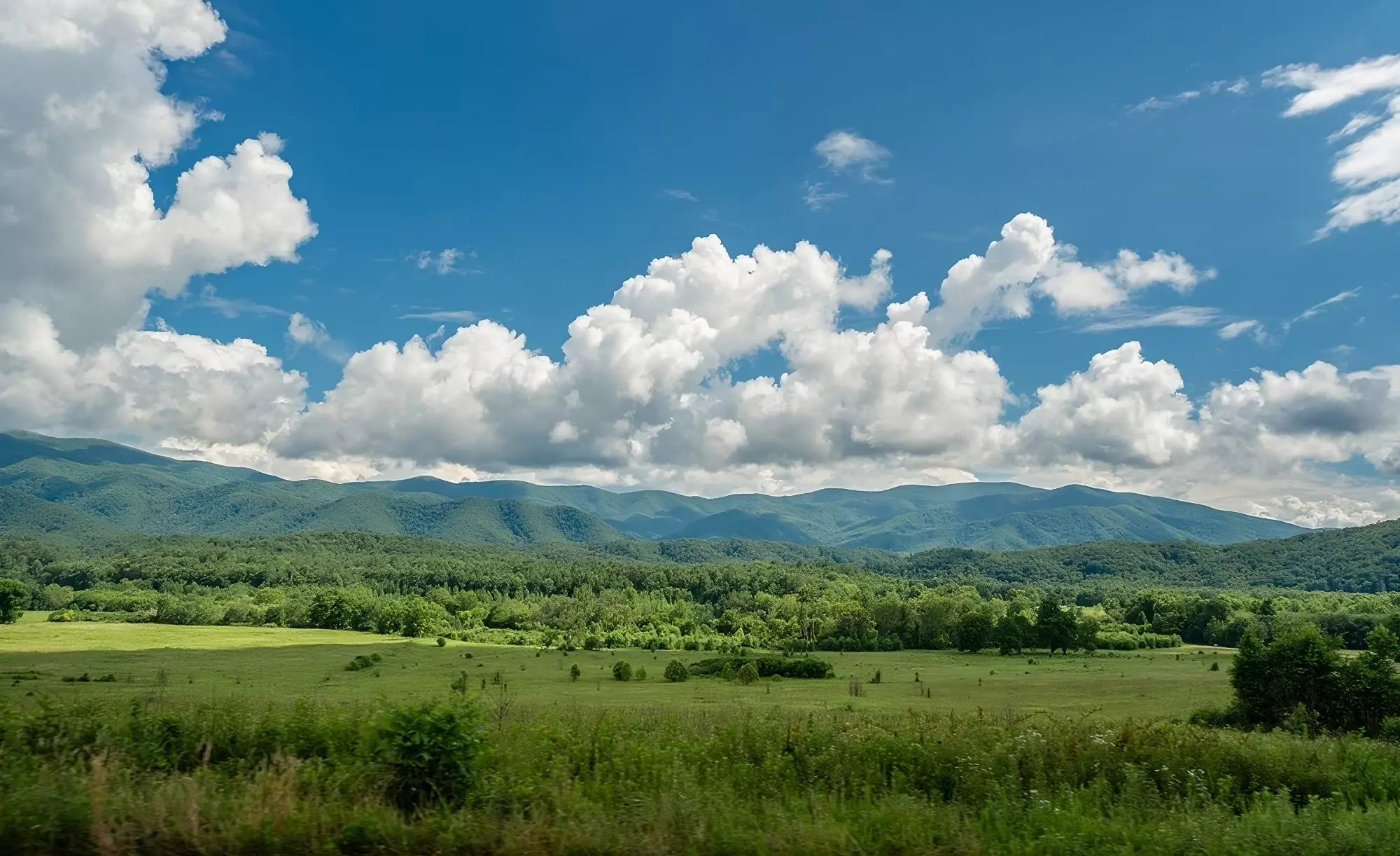 green meadow with mountains in background