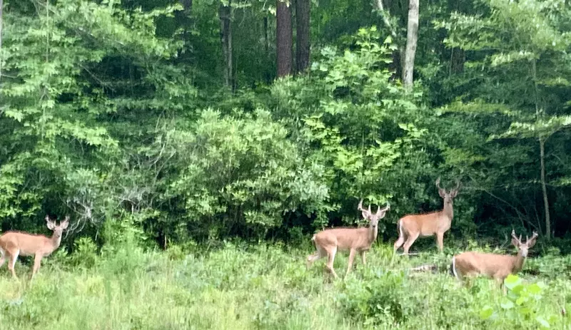 Buck Moon Trail