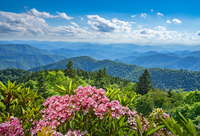 spring flowers in the NC mountains